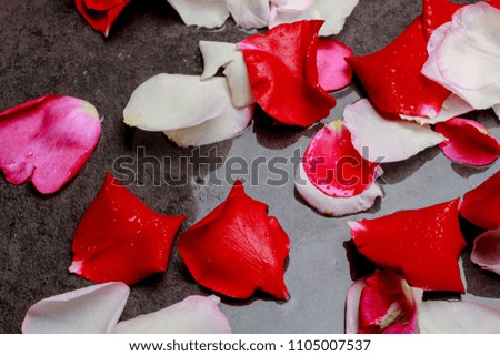 red roses, petals of colorful roses with leaves