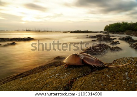 Horseshoe crab or King crab on the rock beach. Seascape and cloudscape on background. Selective focus and free space for text. Royalty-Free Stock Photo #1105014500