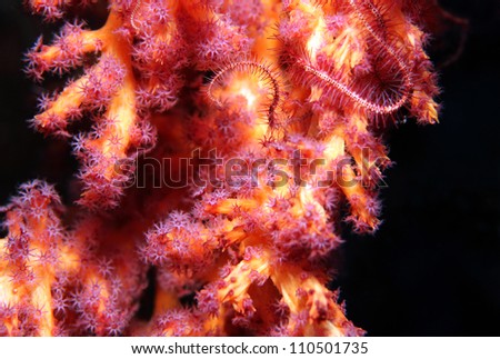 Close-up of a Soft Coral, Bunaken, Indonesia