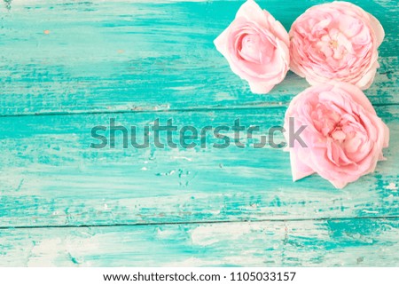 pink roses on a blue wooden background.space for text.Flat lay. Minimal Style