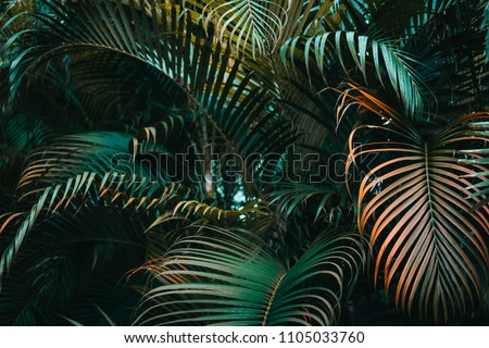 Deep dark green palm leaves pattern. Creative layout, horizontal