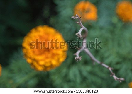 White butterfly on orange marigold
