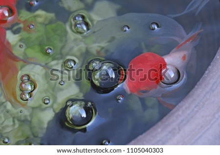 Gold fish in small pond