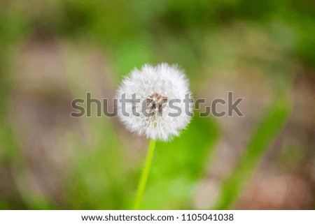 Scenic picture of beautiful dandelion and rural meadow