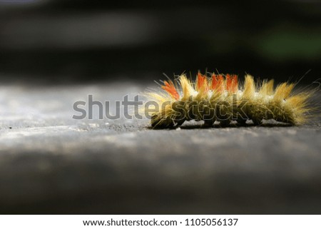 caterpillar bright hairy crawls on a sunny day