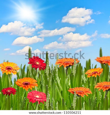 some gerberas in a meadow on a sunny day