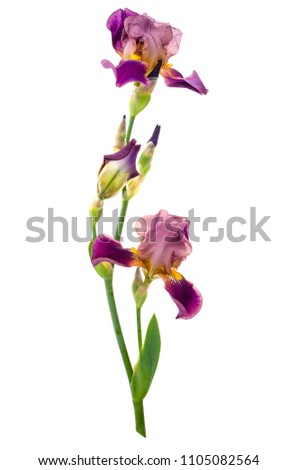 Blooming iris isolated on white background. Studio Photo