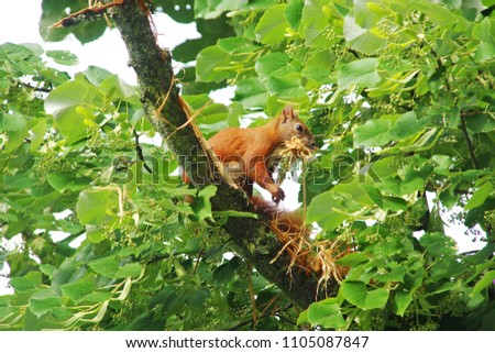 red Squirrel building a nest in a linden tree