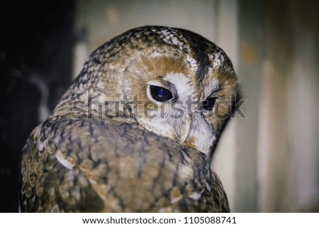 owl with big black eyes