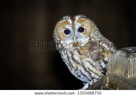 owl orly with big black eyes
