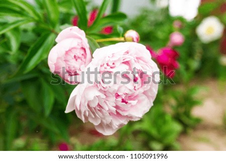 Blooming pink peony. The peony blossoming in a garden