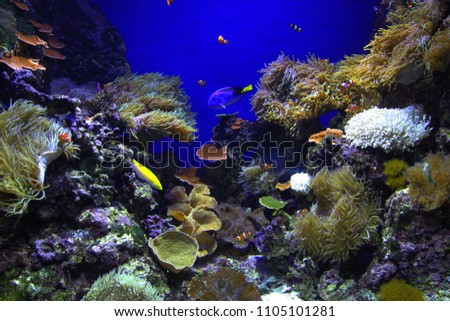 Wonderful underwater world with corals and fish in singapore.