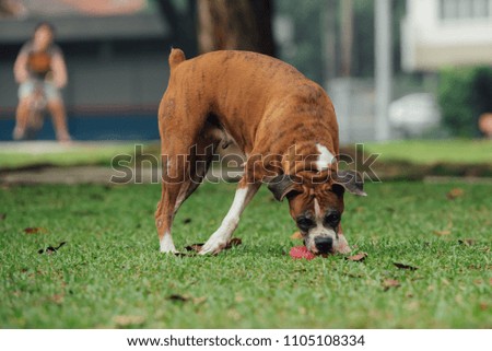 Boxer on the field
