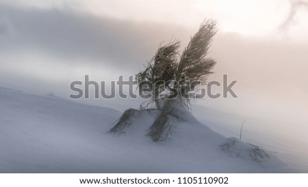 Top of pine tree sticking up from snow Royalty-Free Stock Photo #1105110902