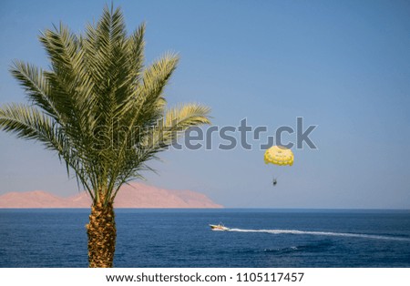 parasailing 
with a bright yellow parachute near palm 