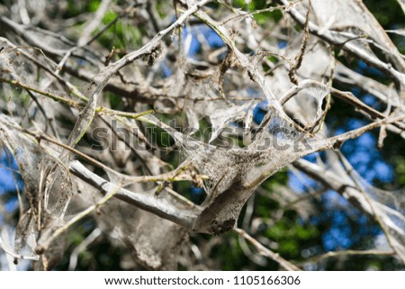 Spiderweb on tree branches. bird cherry moth Yponomeutidae.