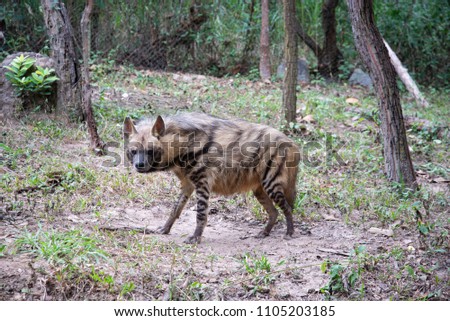 The striped hyena is a species of hyena native to North and East Africa,