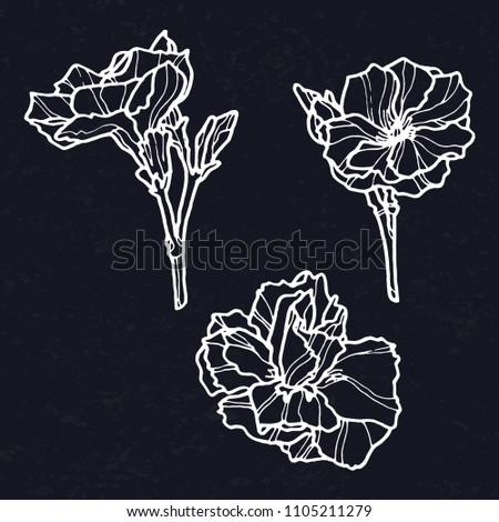 Camellias vector illustration white on black background. Set of hand drawn camellias. Camelia outline vector. Vector illustration of flower Camellia on black background. 