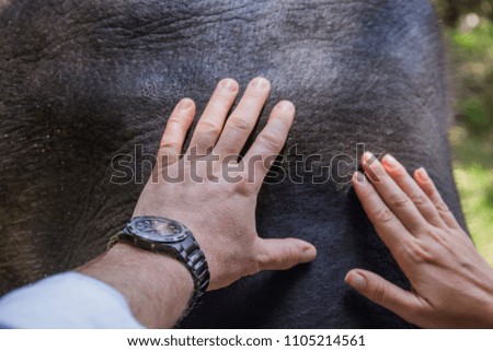 man stroking an elephant, hand of a man