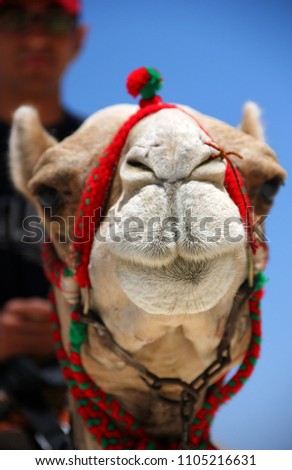 camel from egypt