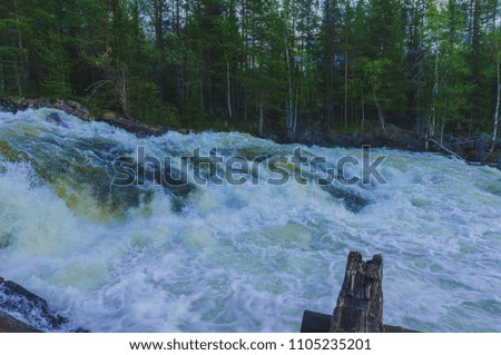Forest, water and river