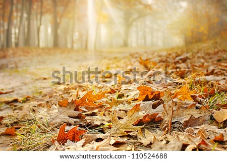 Dry oak leaves on the ground in a beautiful autumn forest Royalty-Free Stock Photo #110524688