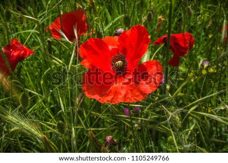 Field of red poppies in spring in Spain