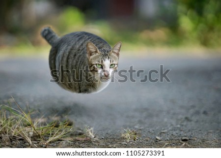 Flying cat with ball shaped body