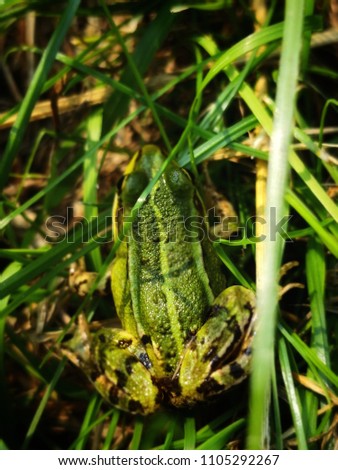 green frog in the scrub