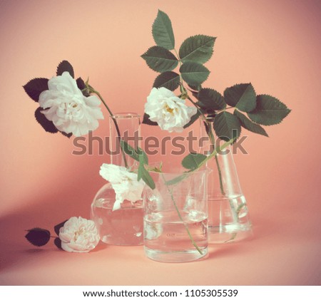 White rose in laboratory flask on a pink background. Hipster style picture
