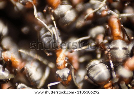 Red ants moving in anthill. Marco, Many insects in huge density use as insects background