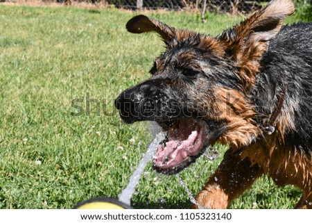 A four-month old German Shepherd puppy plays with a stream of water.
