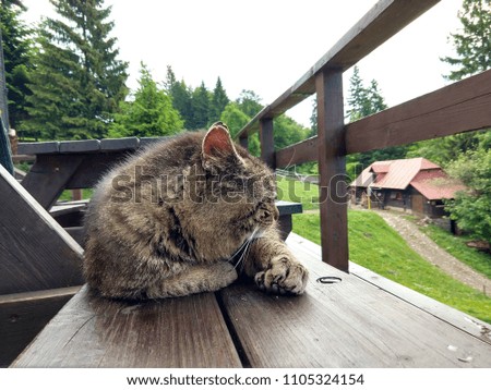 Cat on the hill. Slovakia