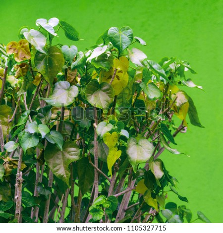 Tropical tree on a green wall background. Minimal plant lover mood