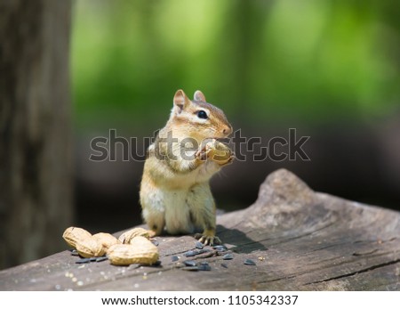 chipmounk having nuts in wild