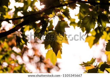The leaves and the autumn sun