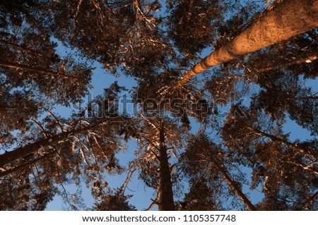 Tops of tje snow covered pine trees in warm sunset sun light. Bottom up view.