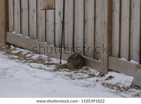 Rabbit in backyard