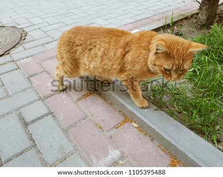 fluffy ginger cat sneaks up across the lawn