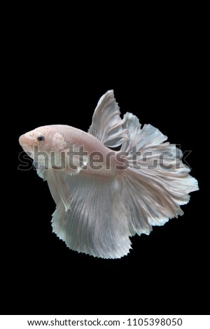 White betta fish, siamese fighting fish on black background