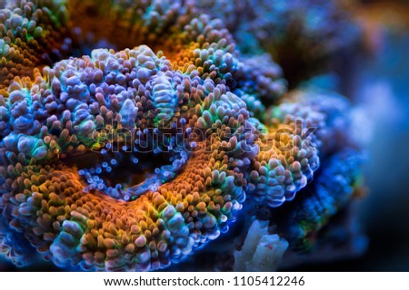 Multi-color acan coral Royalty-Free Stock Photo #1105412246