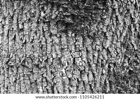 Ash tree bark old cracked with moss in spring in black and white
