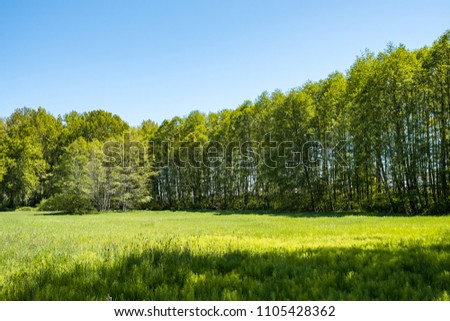 trees lining up on one side of the grass field under the sun with blue sky Royalty-Free Stock Photo #1105428362