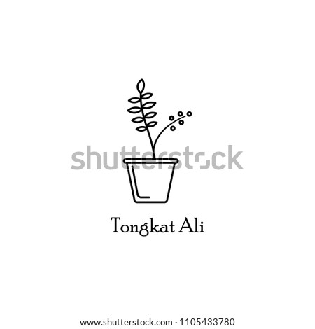 tongat ali in pot outline icon. Element of flower icon for mobile concept and web apps. Thin line tongat ali in pot outline icon can be used for web and mobile. Premium icon on white background