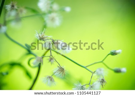 Nature of flower in garden using as background natural flora wallpaper or template brochure landing page design
