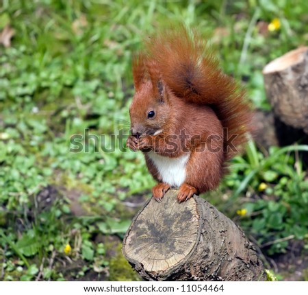 A wild Red Squirrel in a Hamburg park.