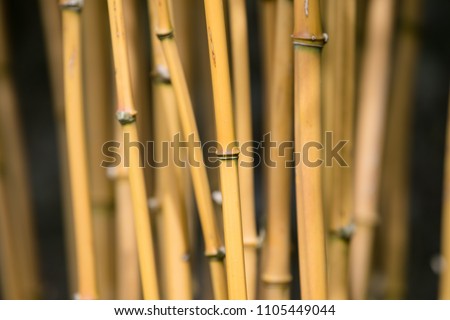 Isolated bamboo shoots for a background