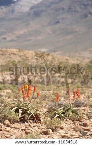 Aloe - medical plant from Socotra Island, Yemen 