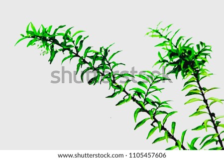 Green leaves and branch plant in park on white background , isolated , soft focus , blurred.
