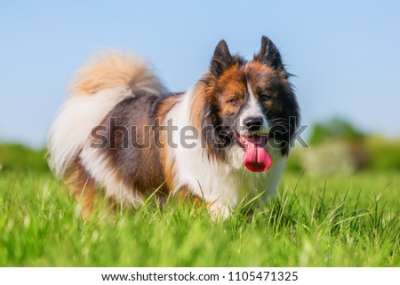 picture of a male Elo dog who walks on the meadow